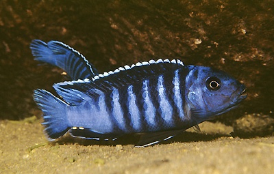 Pseudotropheus sp. 'ndumbi gold' Ndumbi Rocks
